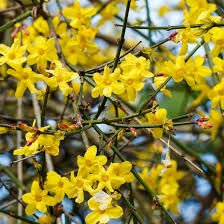 Jasminum nudiflorum - Winterjasmin - Pflanze 30-50cm Winterhart - gelber Jasmin