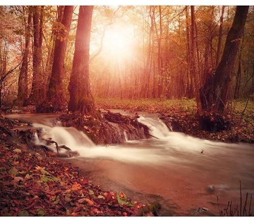 decomonkey Fototapete selbstklebend Wald 245x175 cm XL Selbstklebende Tapeten Wand Fototapeten Tapete Wandtapete klebend Klebefolie Baum Landschaft Natur