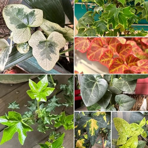 400 pcs Efeu Pflanze Samen - Efeu Samen Bodendecker, Efeu Samen Indoor - Hedera nepalensis - Pflanzensamen, FrüHlingsblumen Green Wall, Pflanzen Deko Vine Gemeiner Efeu Samen, Hängepflanze