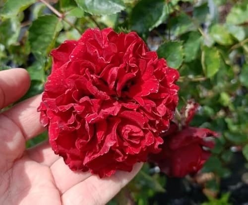 Aran Natural-lab Rosa Rampicante Crazy in Love Red - Pianta Viva da Esterno - Rosa Rossa Rampicante Ramificata Alta 80 cm - Ideale per Pergolati, Muri e Recinzioni - Pianta da Giardino e Terrazzo