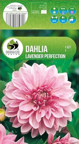 AGRONOM | DAHLIEN - LAVENDER PERFECTION | Mehrjährige Blumenzwiebeln | Violett Blumen | Werden in Blumengärten, Töpfen angebaut, in blühenden Rasenflächen | 1 Blumenzwiebel