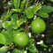10 SEMILLAS SEMILLAS de lima CITRUS árboles crecen fresco.