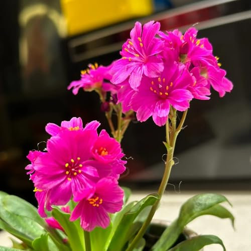 300 pz Lewisia Cotyledon - fiori di porcellana - aiuola, piante da giardino rocciose resistenti Pianta di rose in porcellana piante rare, piante in vaso resistenti piante da esterno,