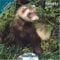 Ferrets 2010 Wall Calendar