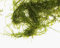 Aquarium Live Plants 100 Gram Java Moss (Vescularia Dubyana) Live Aquarium Aquatic Fish Tank Plant