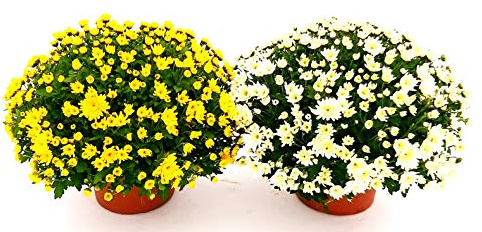 POWERS TO FLOWERS - CRISANTEMO MARGHERITA GIALLO e BIANCO, 2 PIANTE XXL, VASO 22CM, Piante Vere
