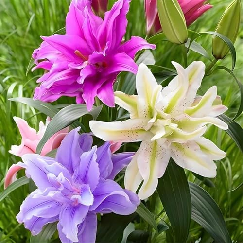 Lilien pflanzen,Lilium zwiebeln,Seltene Lilienzwiebeln winterharte Stauden, aromatische Pflanzen, Terrasse, Balkon, Garten-2zwiebeln-A