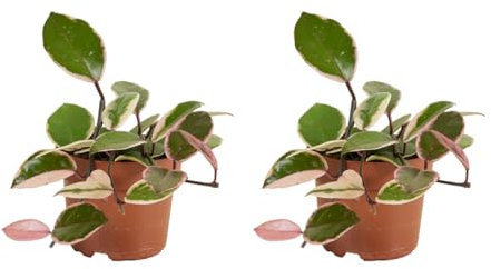 Bloomique - 2er-Set - Hoya Flamingo - Wachsblume - Hängepflanze - Zimmerpflanzen - Pflegeleicht - 15-20 cm hoch - Topf 12 cm