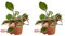 Bloomique - 2er-Set - Hoya Flamingo - Wachsblume - Hängepflanze - Zimmerpflanzen - Pflegeleicht - 15-20 cm hoch - Topf 12 cm