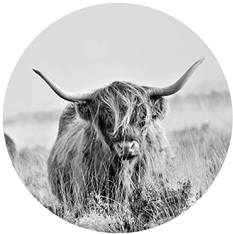 murando runde Fototapete selbstklebend Schottischer Hochländer 180x180 cm Tapeten Wandtapete XXL Moderne Wanddeko Design Wand Dekoration Wohnzimmer Schlafzimmer Büro Flur Tiere Kuh
