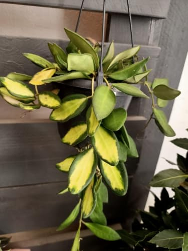 Botánica Urbana- Hoya Hang Variegada, Planta Trepadora Natural Flor de Cera, Maceta de 14 cm de Diámetro