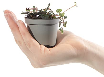 Baby Herzblattpflanze Ceropegia Woodii Immergrüne