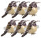 CRILSTYLEO 6 Stück Serviettenring Vögel Serviettenhalter Metall Serviettenhalter Vogel Tischdekoration Metall Serviettenringe Hochzeit Serviettenhalter Serviettenverschluss