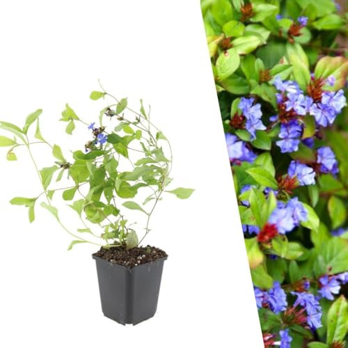Plants by Frank | 24 Bleiwurz Pflanzen | Ceratostigma plumbaginoides | Bodendecker winterhart mehrjährig | Pflanzen für Garten | Stauden winterhart mehrjährig | Gartenpflanzen