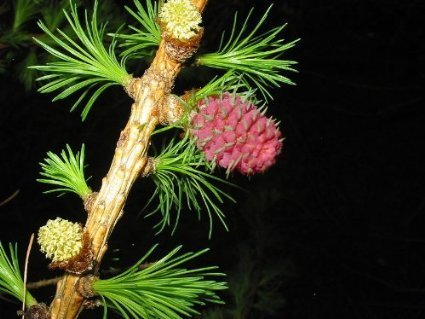 1000 Samen Europäische Lärche (Larix decidua) (Heimischer Baum - Winterhart) Auch Bonsai geeignet<