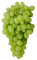 Pianta di UVA VITE innestata REGAL SEEDLESS BIANCA apirena senza semi in vaso 16 cm FOTO REALE AMDGarden
