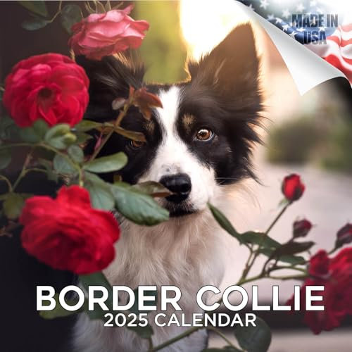 Border Collie Kalender 2026 von MegaCalendars - Monatlicher Hunderassen-Wandkalender, hergestellt in den USA