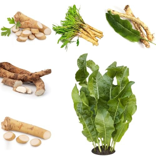 300 pz Acquista i semi di rafano semi di verdure invernali, giardino Pianta di rafano, Armoracia rusticana, Piante esotiche, regali sostenibili per donne Giardino interno, regali