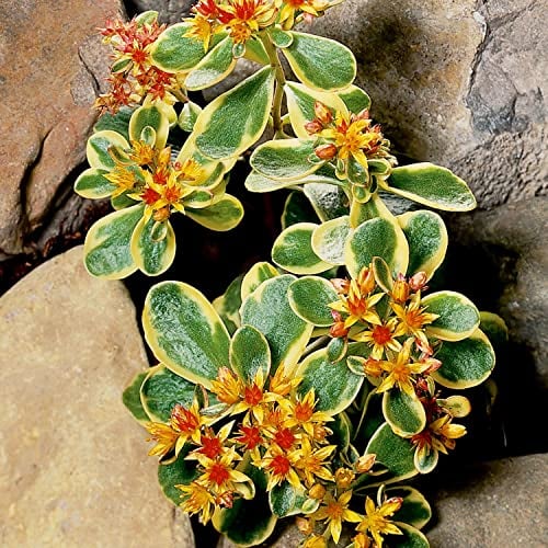 Bunter Mauerpfeffer - 3 Stück