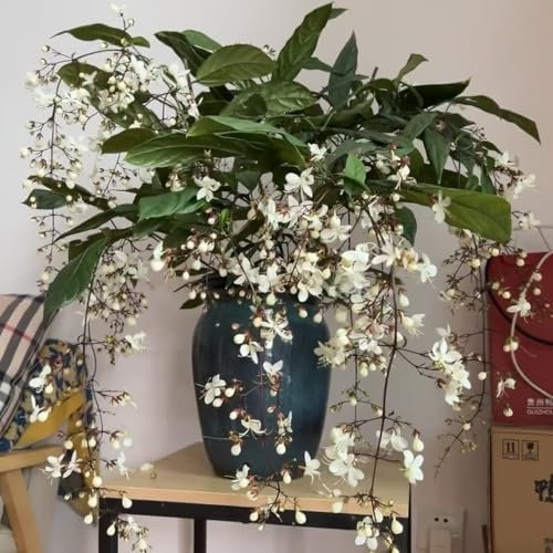 100 Pc Semillas De Jazmín Resistentes - Plantas En Macetas Resistentes Al Exterior, Flores De Primavera, Clerodendrum Wallichii, Plantas De Interior Purificadoras De Aire, Plantas