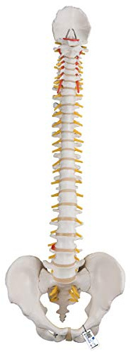 3B Scientific® Flexibles Wirbelsäulenmodell – Lebensgroße Wirbelsäule mit Bandscheibenvorfall, Spinalnerven/Arterie, Becken + 3B Smart Anatomy App Zugang