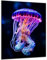 DARO Design - Wand-Bild 6mm HDF 70x50 cm Qualle leuchtende Farben - Wand-Deko Bilder Wohnzimmer