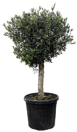 Trendyplants - Olivenbaum - Höhe 170-190 cm - Stammumfang 20-30 cm - Winterhart - Gartenpflanze - Topfgröße Ø45cm - Olea Lorc