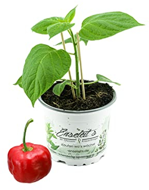 Baumchili, chili, Baumchili Pflanze kaufen, Baumchili im 12cm Topf