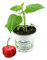 Baumchili, chili, Baumchili Pflanze kaufen, Baumchili im 12cm Topf