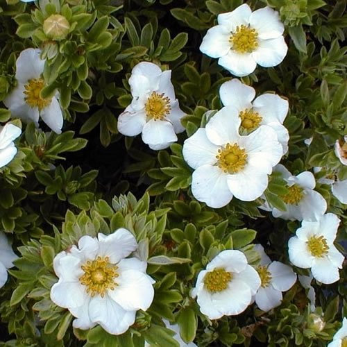 1 X POTENTILLA 'TILFORD Cream' DECIDUOUS Shrub Hardy Garden Plant in Pot