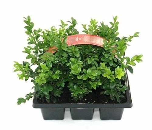 50x Buchsbaum Pflanzen im Topf – Buxus sempervirens, ca. 20 cm Gesamthöhe inkl. Topf – Immergrüne Heckenpflanze, pflegeleicht, winterhart, ideal für Garten, Balkon & Kübel
