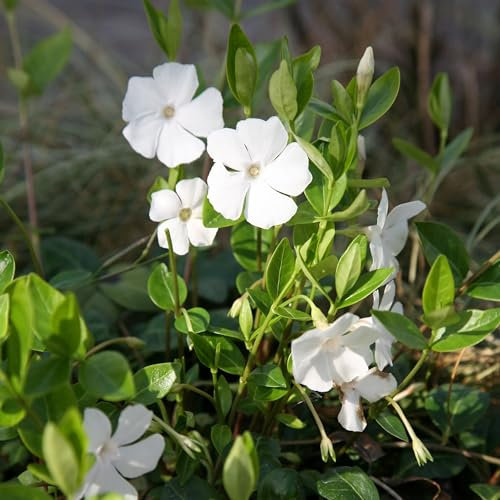 Plant Theory Gertrude Jekyll Lesser Periwinkle Vinca MinorAlba Shrub Plant 2L Pot