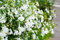Lobelia Plants, Trailing 'White', 20 Full Plant Pack, Lobelia, Bedding Plants, White Lobelias, Garden Ready and Ready to Plant, Premium Quality Flowers