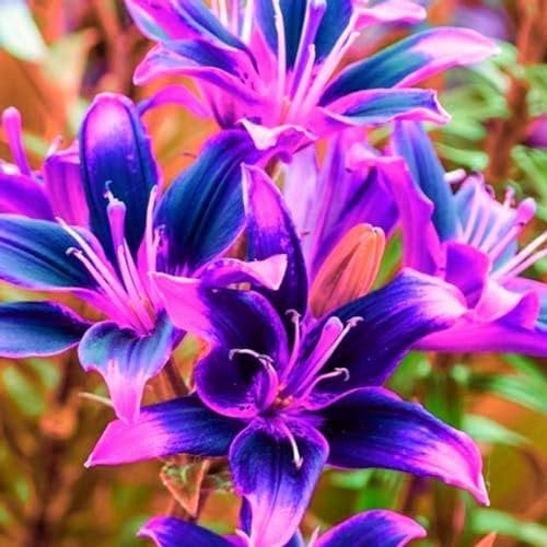 Lilienzwiebeln-Winterhart MehrjäHrig,Lilien Blumenzwiebeln,Lilie Zimmerpflanze,Lilien Pflanzen,Lilien Zwiebeln,Bonsai Pflanze,Schnittblumen,Einfache Wartung-4zwiebeln-b