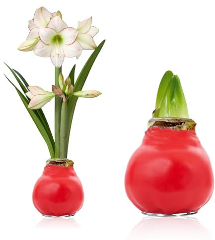 Amaryllis in Wachs Süßigkeit Blüte - (1 Stück) Rot Wax Amaryllis Zwiebel in Großformat 30/32 - Exklusive Mischung von echte Pflanzen aus Holland - Hippeastrum (keine Samen - nicht künstlich)