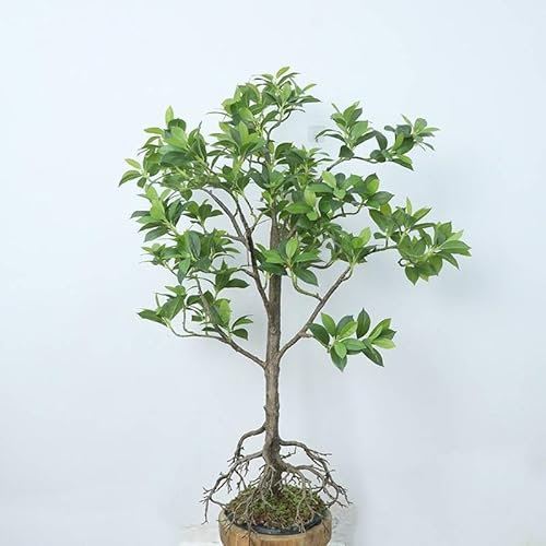 FHDCNTO Simulation Nantian Bambou Plante en Pot Style Européen Artificiel Nantian Bambou Aménagement Paysager Salon Grand Sol Ornement Faux Arbre 2.5m
