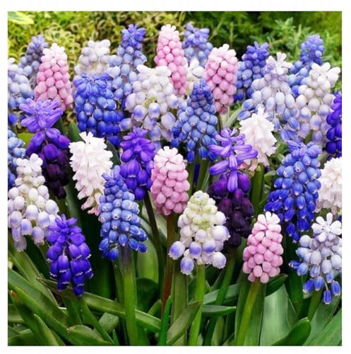 Set Muscari Traubenhyazinthe Mix 10 20 50 Stk. Blumenzwiebeln Zwiebeln Blütenfarben Weiß Violet Blau Duo Winterhart mehrjährig (Mix 50 Stk.)