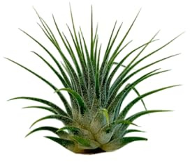 VANDAS Tillandsia Ionantha – Pianta dell’Aria 4 cm | Air Plant Senza Terriccio | Pianta Decorativa da Interno | Made in Italy