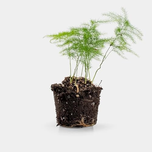 Asparagus Plumosa - Elegante und Pflegeleichte Zimmerpflanze mit Feinen Blättern und Schlanken Stielen