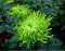 Pinkdose® ADB Inc 50 Samen Grüne Spinne Chrysantheme Hof Blumensamen
