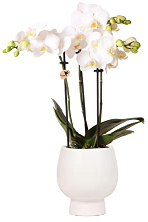 Kolibri Orchids | Weiße Phalaenopsis Orchidee - Amabilis + Scandic Ziertopf weiß - Topfgröße Ø9cm - 45cm hoch | blühende Zimmerpflanze im Blumentopf - frisch vom Züchter
