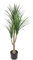 Dracena Planta Artificial en Maceta Grande, Palmera de dracena, Plantas Tropicales, Plantas de Interior, Plantas Verdes, Planta Artificial, Palmera Decorativa, Planta de Oficina, Planta en Maceta