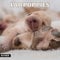 Lab Puppies 2025 Wandkalender | 30,5 x 61 cm offen, monatlich aufhängbar, dickes und stabiles Papier | niedlicher Labrador-Hund | Familienplaner Kalender