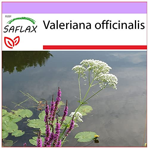 SAFLAX - Valeriana - 200 semi - Valeriana officinalis