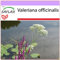 SAFLAX - Heilpflanzen - Baldrian - 200 Samen - Valeriana officinalis