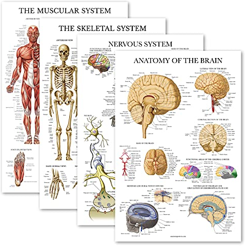 Palace Learning Anatomisches Poster-Set – laminiert – Muskel, Skelett, Nervensystem, Gehirn – Anatomie-Diagramm-Set (laminiert, 45,7 x 61 cm)