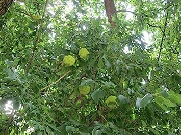 SEMI OSAGE Orange Tree * HEDGE-APPLE * HORSE-APPLE:Seeds