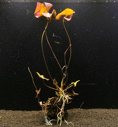 WASSERPFLANZEN WOLFF - Roter Tigerlotus Knolle+Blätter/Nymphaea lotus var. rubra stellt keine besonderen Pflegeansprüche - Nymphea lotus (zenkeri) rot echter Blickfang in jedem Aquarium