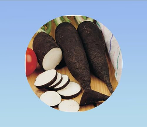 200 graines Radis long - noir hiver - radish