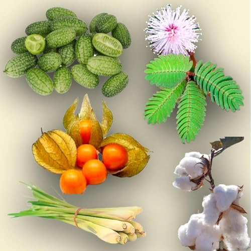 KIT SEMENTI COSE CURIOSE | 5 Bustine di SEMI | Alchechengi | Lemon grass | Cotone | Cucamelon | Mimosa pudica